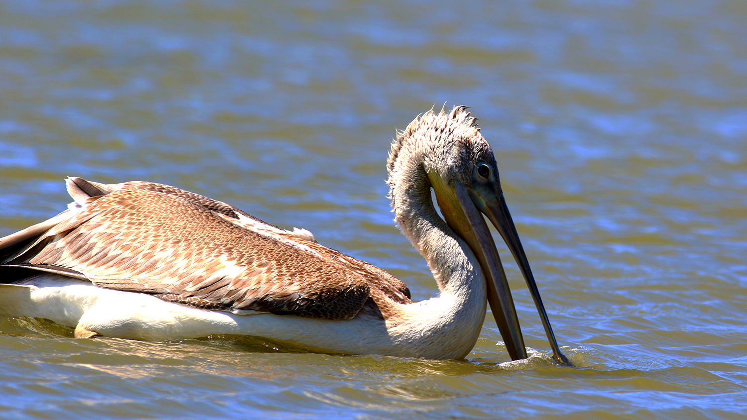 Dalmatian Pelican